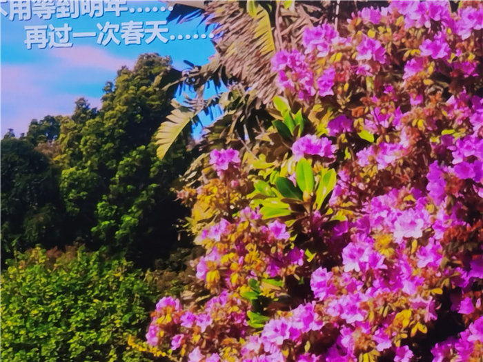 綿陽中旅假日旅行社2025年澳洲暨秋季線路品鑒會(huì)